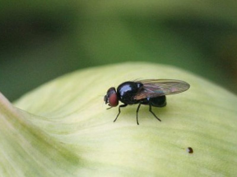Как размножается луковая муха