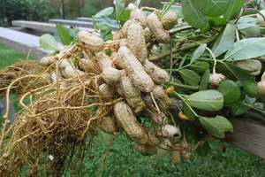 Готовить участок под посев арахиса нужно с осени