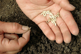  Сажать семена огурцов