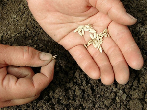  Сажать семена огурцов