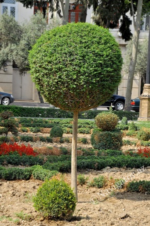 Как вырастить декоративные деревья