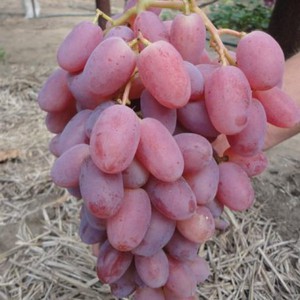 Виноград Виктор - гроздь