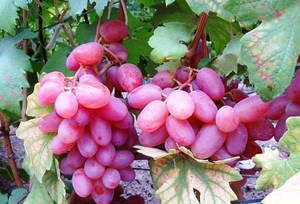 Вкус ягод винограда Виктор отличается благородством и гармоничностью