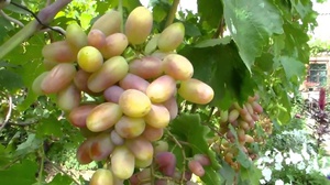 При любом способе размножения виноград отлично приживается, сохраняя сортовые качества, кроме прививания