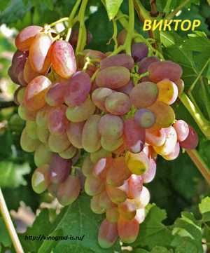 Сорт винограда Виктор - преимущества гибрида