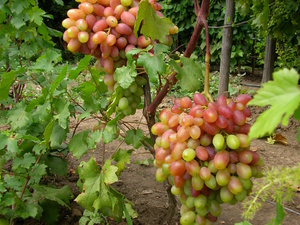 Виноград Крайнова в саду