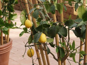Сорта лимона для выращивания  дома