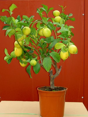 Температура и освещение для выращивания лимона дома
