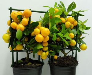 Правила полива лимона дома