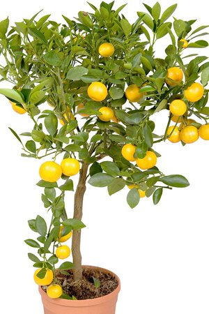 Правила подкормки лимона дома