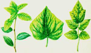Как лечить растения от хлороза