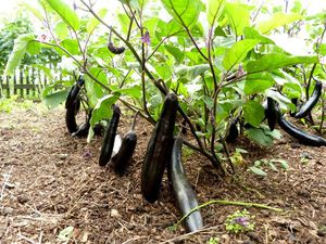 Способы выращивания баклажан