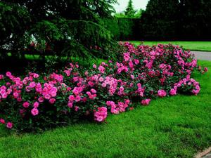Как посадить розы в саду