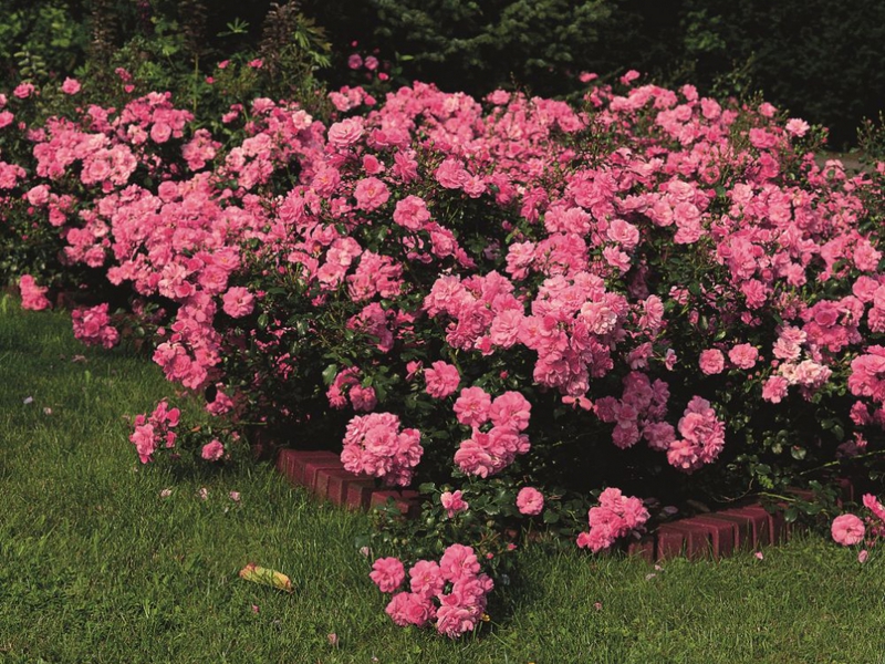 Почвопокровные розы и их разновидности: особенности стелющихся сортов, правила посадки, выращивания и ухода