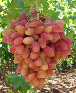 Как выращивать виноград Преображение
