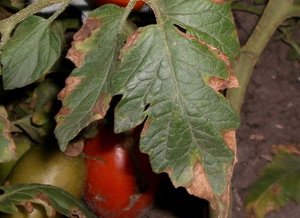 Основные заболевания томатов