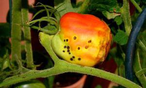 Болезни томатов и  их  лечение  