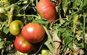 Столбур - болезни  томатов 