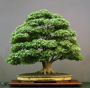 Внешний вид дерева бонсай