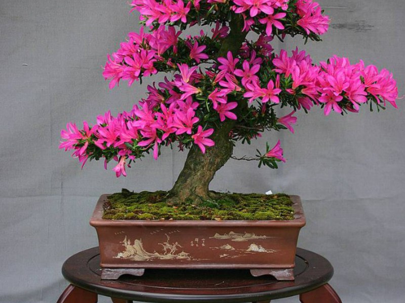Декоративное дерево бонсай