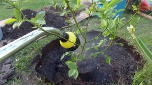 Описание способа полива садовой голубики весной уксусом