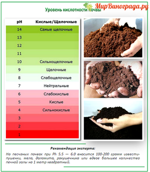 Как определить кислотность почвы 