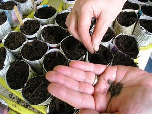 Как посеять семена кабачков