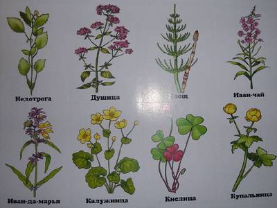 разные растения и их названия