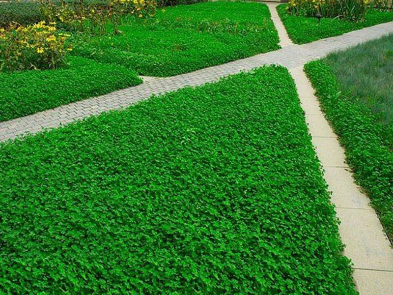 Обустройство газона из клевера: посадка и уход, плюсы и минусы, декоративная ценность