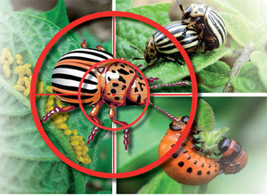 Средство от огородных насекомых