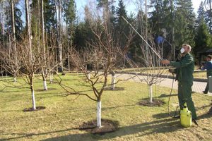 Обработка деревьев весной 