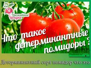 Плюсы детерминантного сорта помидоров