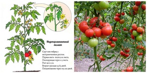 Плюсы индетерминантных сортов помидоров