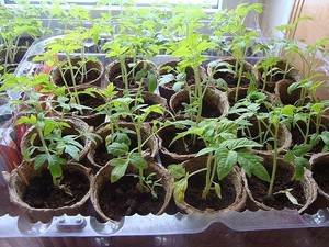 Как выращивать рассаду овощей