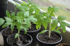 Чем подкормить рассаду перца: когда вносить удобрения и какие составы использовать
