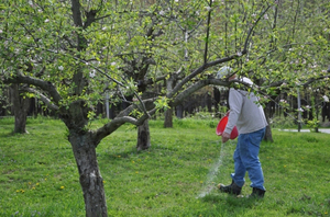 Подкормка яблонь весной - правила 