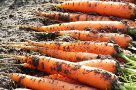 Посадка моркови - получаем достойный урожай