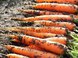 Посадка моркови - получаем достойный урожай