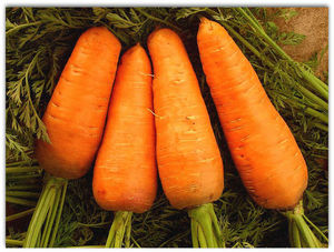 Хранение урожая моркови зимой