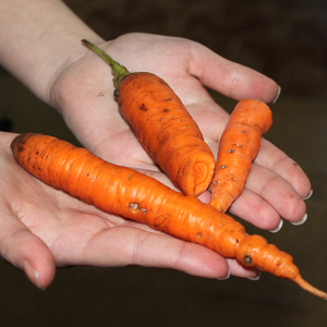Чем может болеть морковь