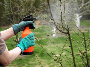 Весна - время борьбы с вредителями в саду