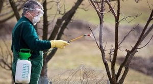 Чем и как опрыскивают деревья в марте