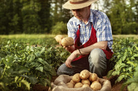 Особенности выращивания хорошего урожая картофеля