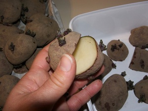 Нюансы выбора и подготовки семян картофеля для посадки
