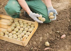 Описание процесса правильной посадки картофеля