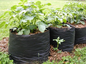 Описание технологии выращивания картофеля в полиэтиленовых мешках
