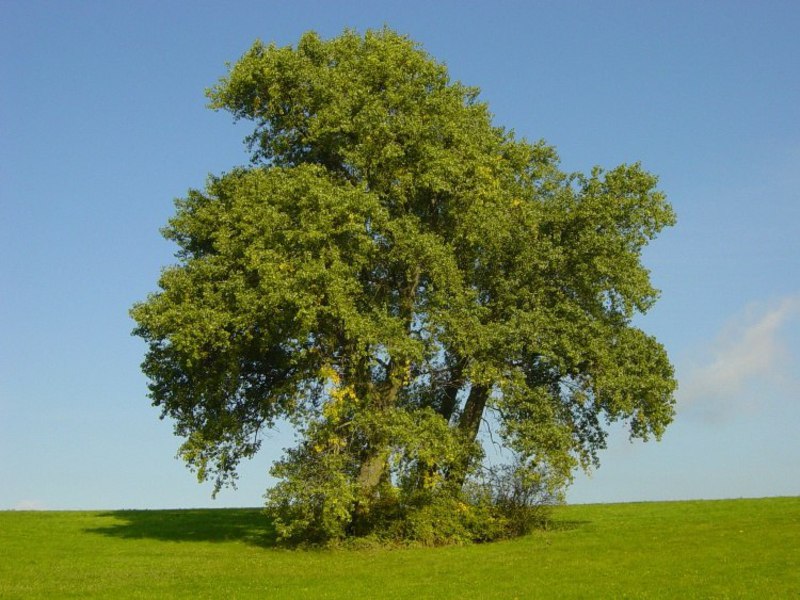 Особенность дерева тополь