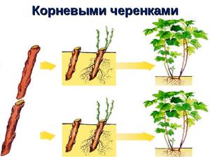 Способы черенкования растений