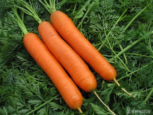 Выращение моркови