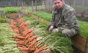 Морковь  на теплых грядках